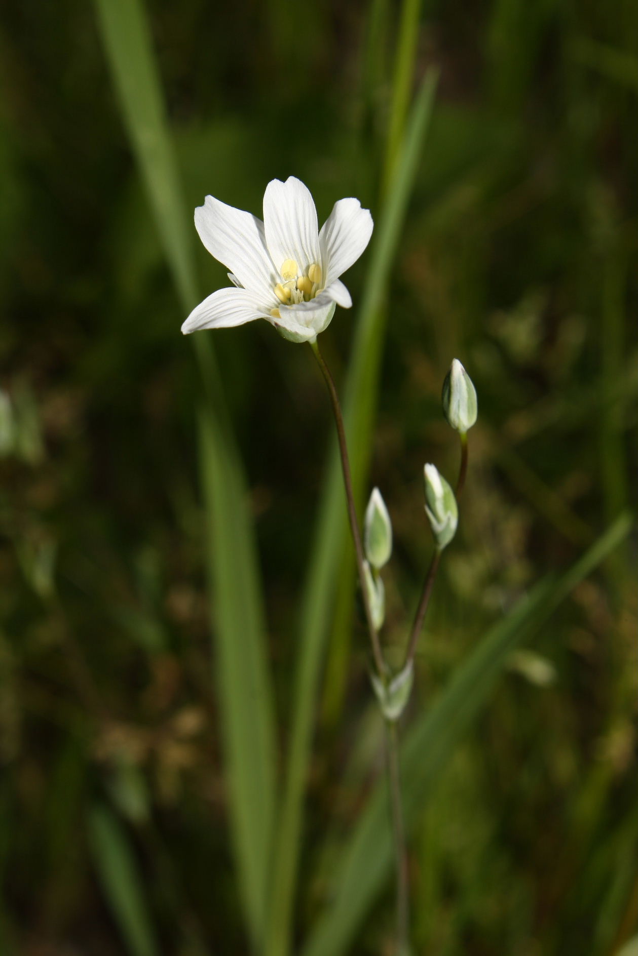 Moenchia mantica  / Peverina di Mantico